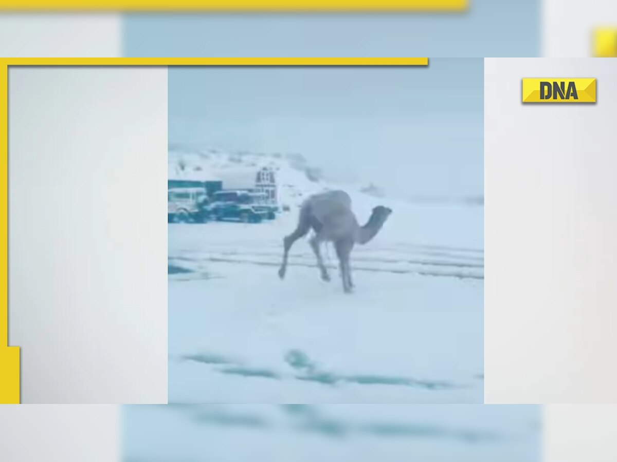 Camel witnesses snow for the first time, its reaction is now a viral video