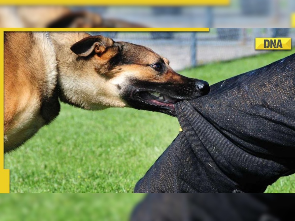 Which states registered most dog bite cases in 2022? Check full list here