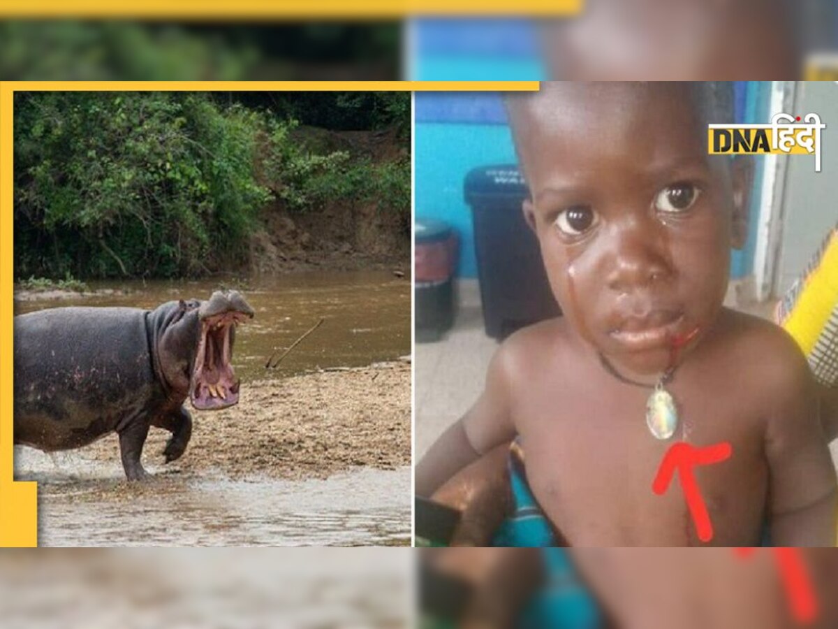 Hippo Swallows Boy: हिप्पो ने 2 साल के बच्चे को जिंदा निगला, फिर भी बच गई जान, जानें पूरा मामला