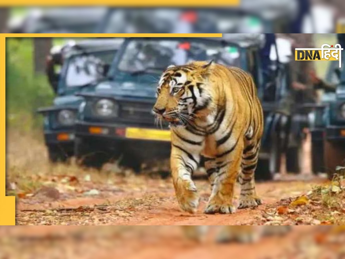 Jungle Safari Near Delhi: जंगल सफारी के लिए परफेक्ट हैं ये नेशनल पार्क, नए साल पर थ्रिल के साथ लें एडवेंचर का मजा