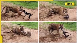 Tiger kills dog at Ranthambore National Park, spine-chilling viral video shocks internet