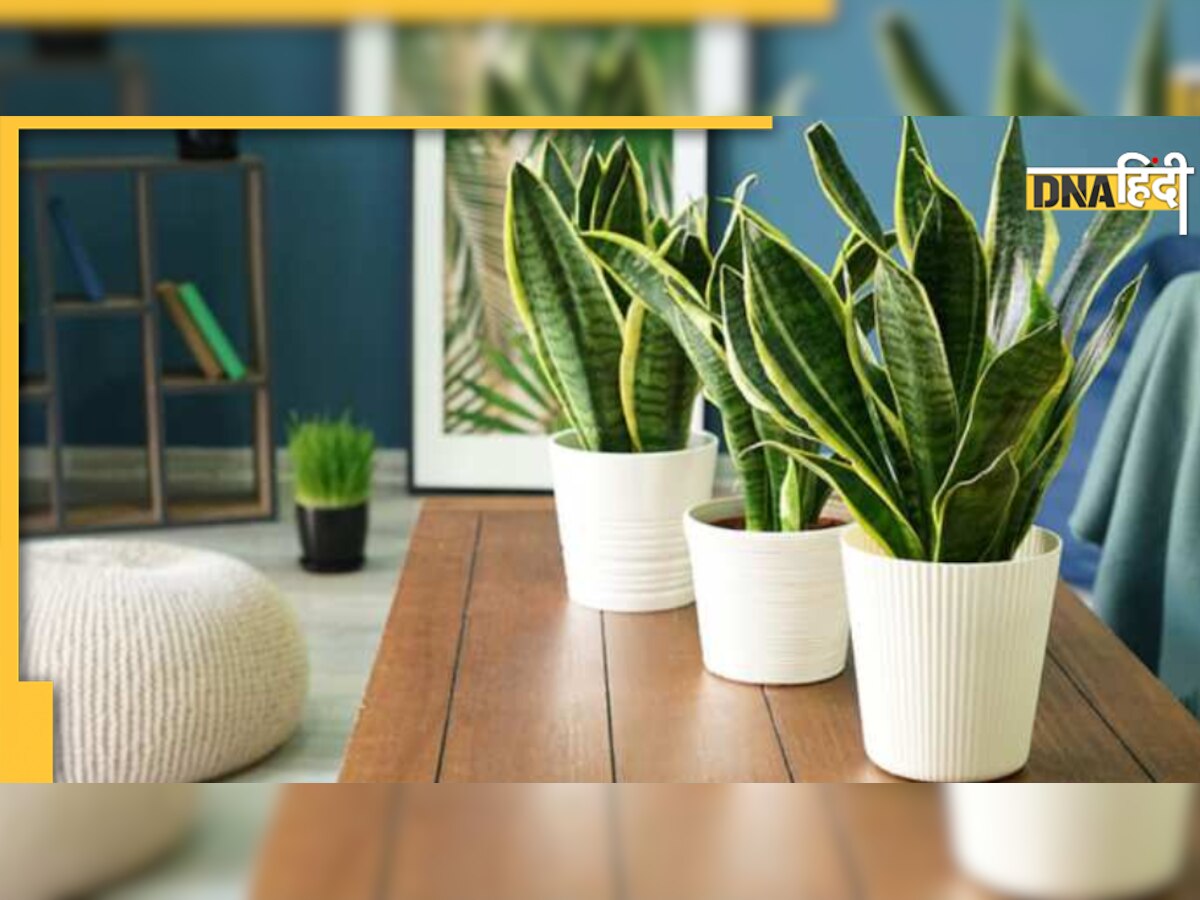 Vastu Tips: घर के बेडरूम में जरूर रखें ये 5 पौधे, पति-पत्नी के रिश्ते में घुलेगी मिठास