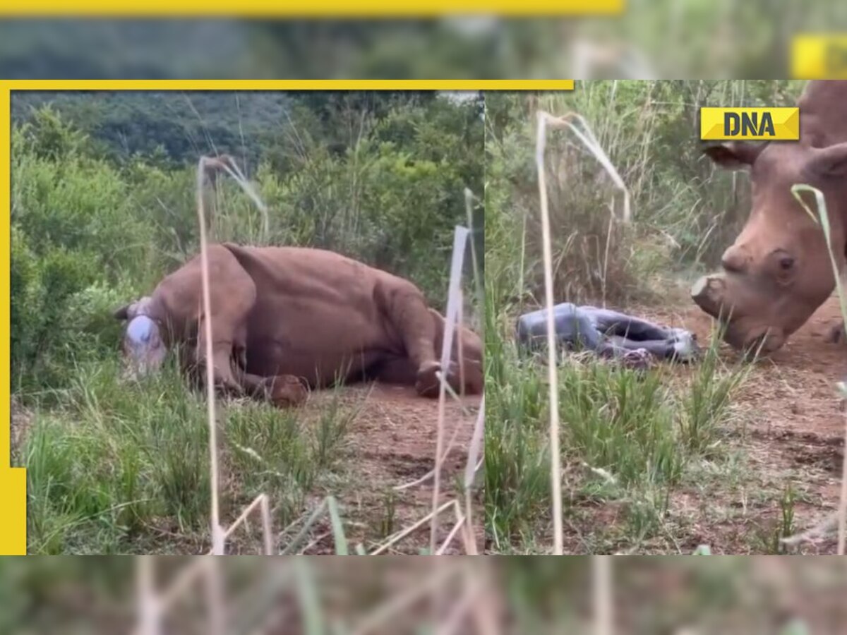 Mama rhino giving birth to baby on camera, viral video leaves internet teary-eyed