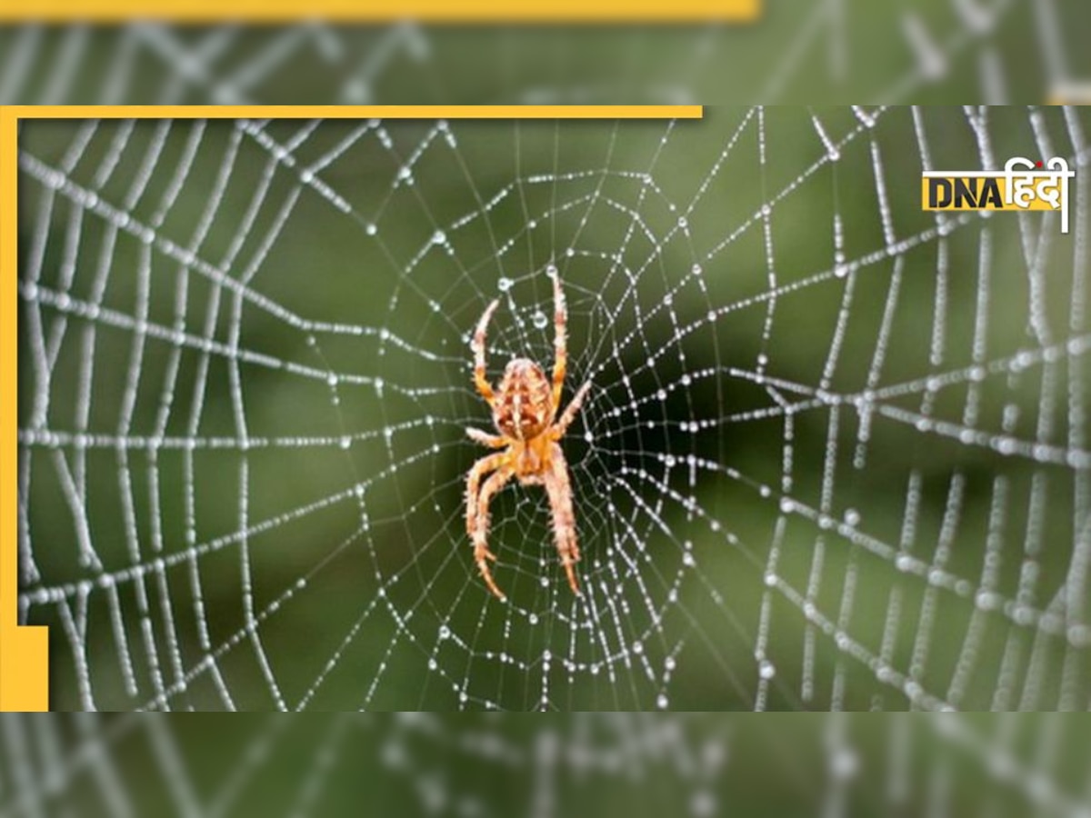 Spider Astrology Indications: घर में कुछ ऐसा करते दिख गई मकड़ी तो समझ लें छप्पड़फाड़ कर मिलेगा धन 