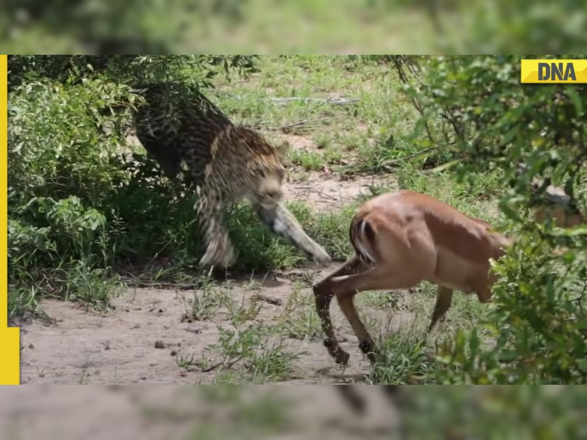 Deer escapes Crocodile only to get caught by Leopard, viral video takes internet by storm