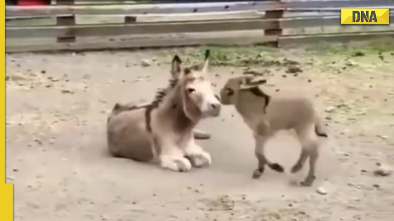 Baby donkey plays around with mama in viral video netizens call