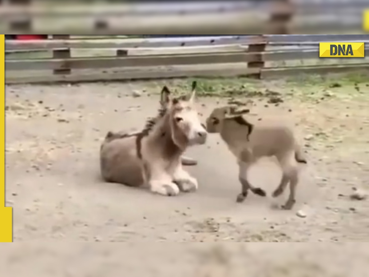 Baby donkey plays around with mama in viral video, netizens call it 'cuteness overload'