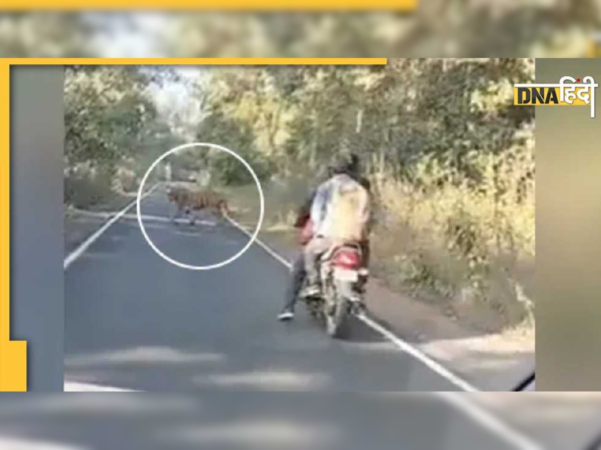 Viral Tiger Video: जंगल से जा रहे बाइक पर युवक, अचानक आ गया टाइगर, देखिए फिर क्या हुआ