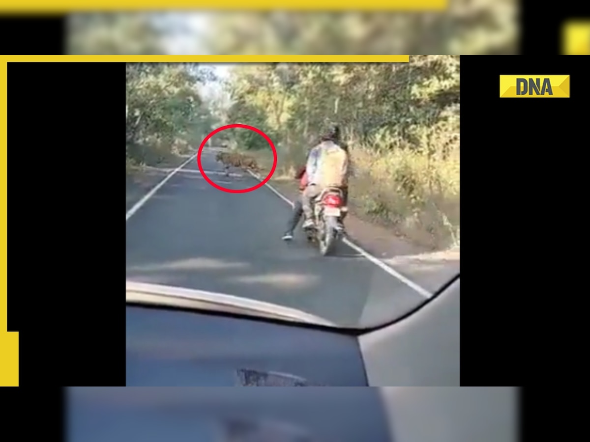 Bikers encounter with tiger on road, chilling viral video shows what happened next