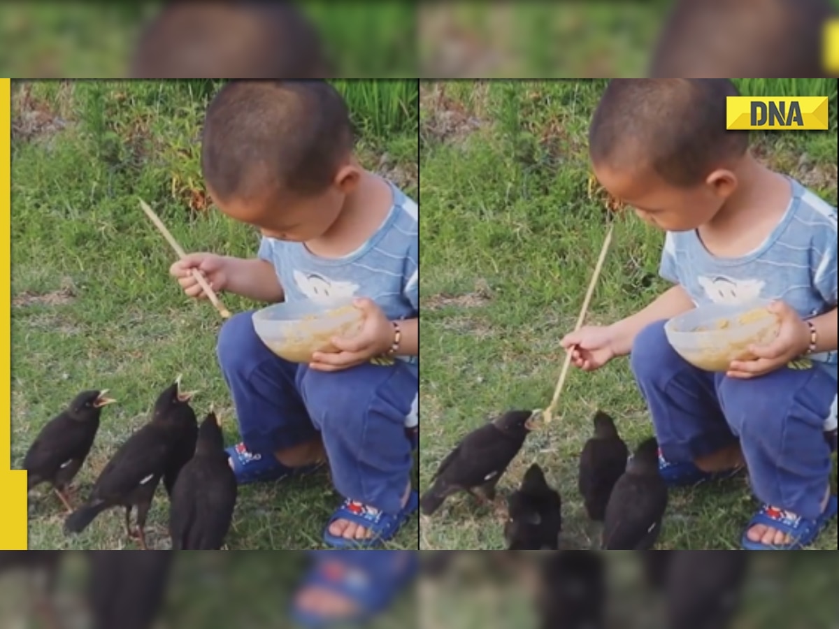 Little boy feeds hungry birds, viral video will leave you teary-eyed