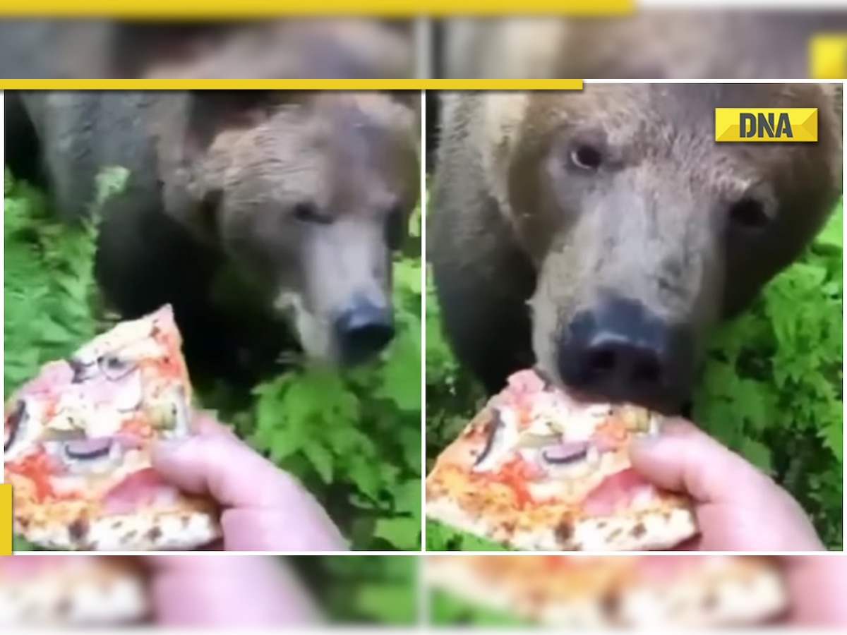 Man feeds pizza to bear, viral video divides internet