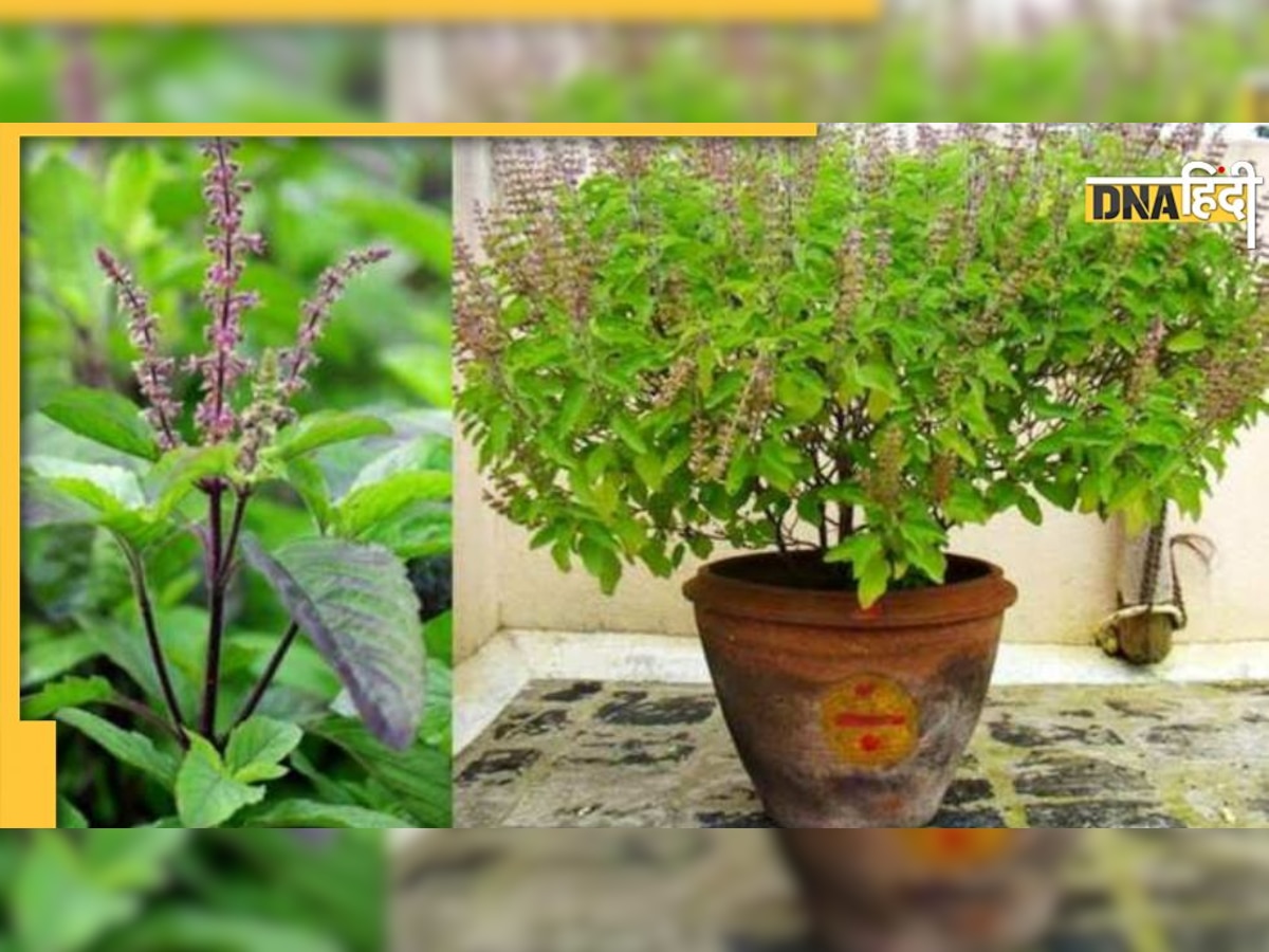 Tulsi Plant: तुलसी के पत्तों से मिलता है ये शुभ-अशुभ संकेत, इस ग्रह से होता है संबंध