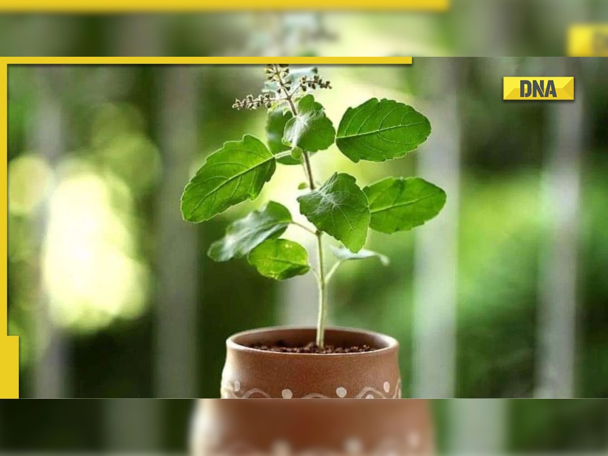 Tulsi Pujan Diwas 2022: Date, puja vidhi, muhurat and significance of the day