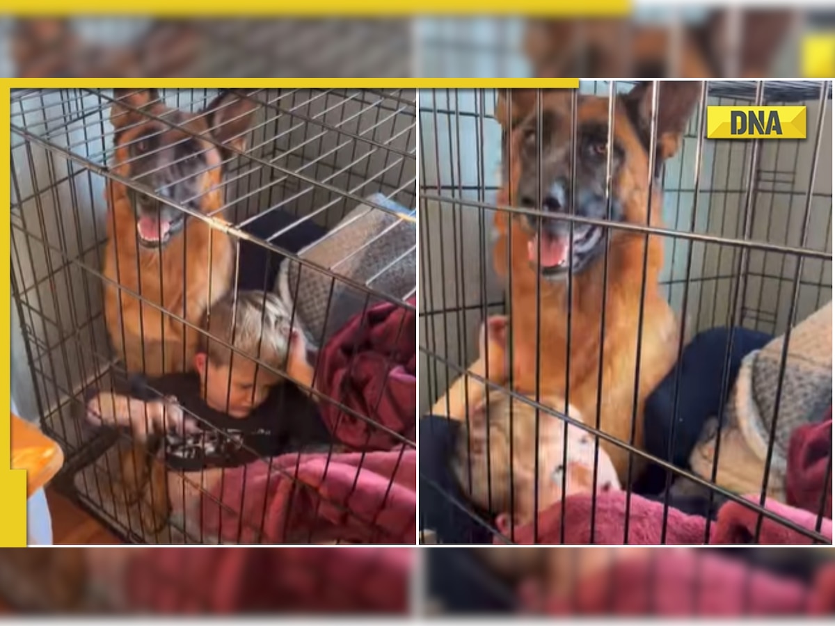 This heartwarming viral video of toddler cuddling with German Shepherd will make your day