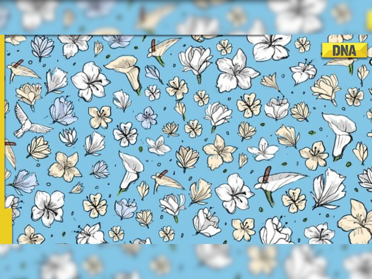 Optical Illusion: Only 1 out of 10 people can spot the hidden pigeon in THIS image, can you?