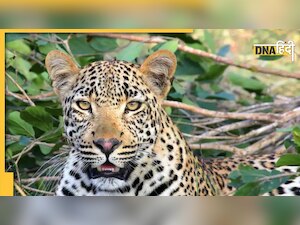 ग्रेटर नोएडा वेस्ट के इस अपार्टमेंट में घुसा तेंदुआ, अलर्ट पर हाउसिंग सोसाइटी