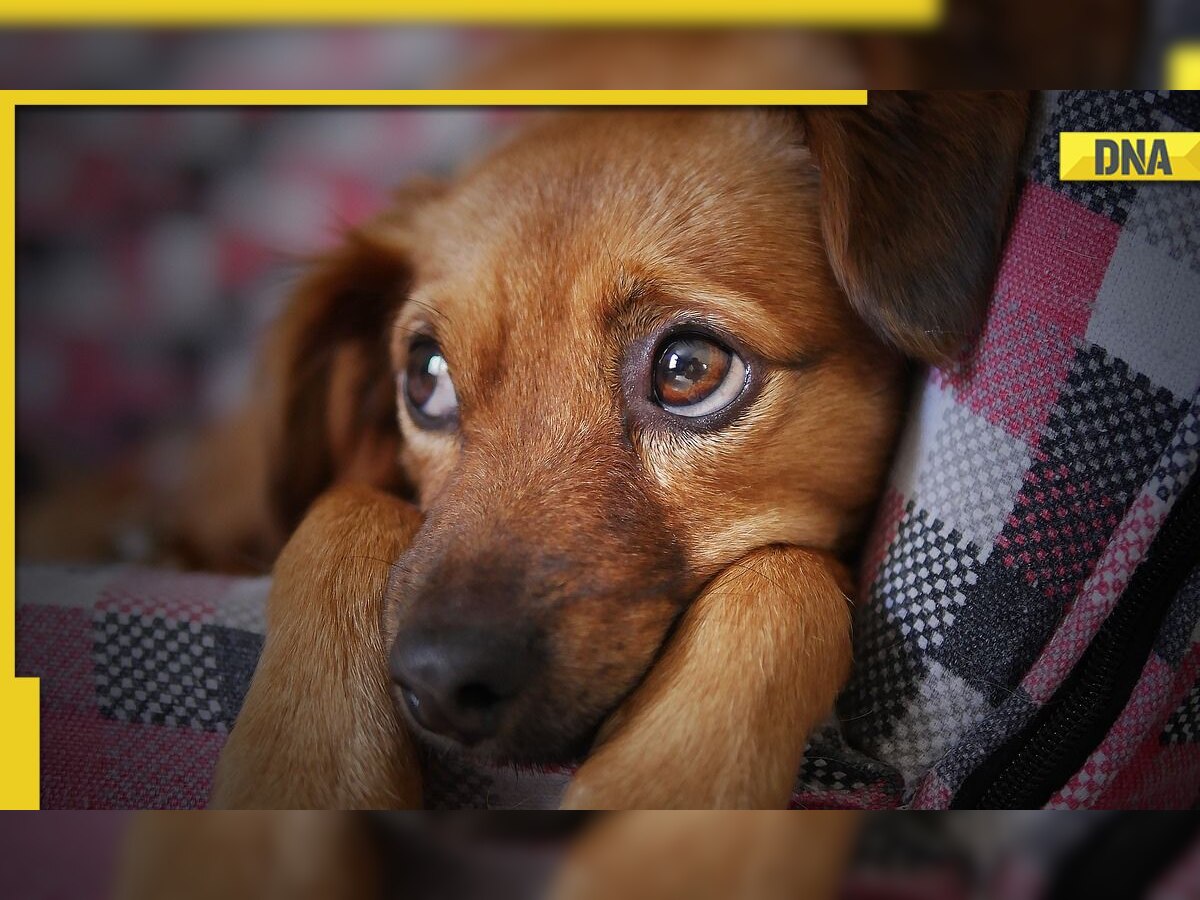 Two puppies found hanging from tree in Delhi's Dwarka; what's the punishment for hurting dogs in India?