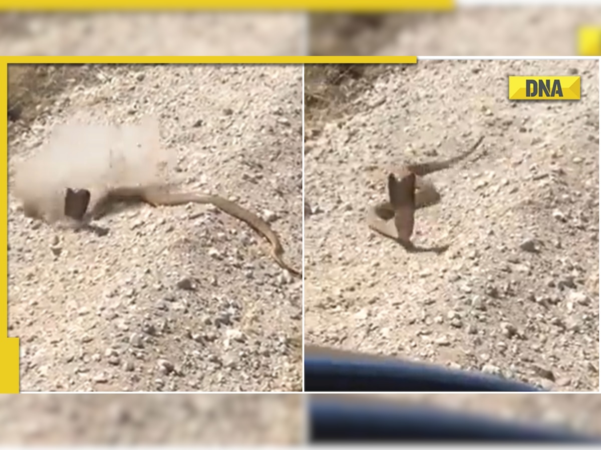 Angry cobra charges at man after he tries to shoot it from gun, scary video goes viral