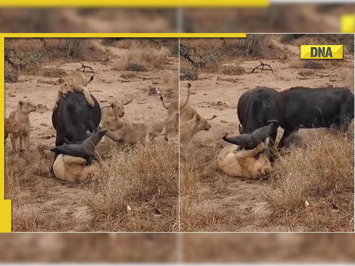 Fearless buffalo save its friend from pride of lions, viral video stuns internet