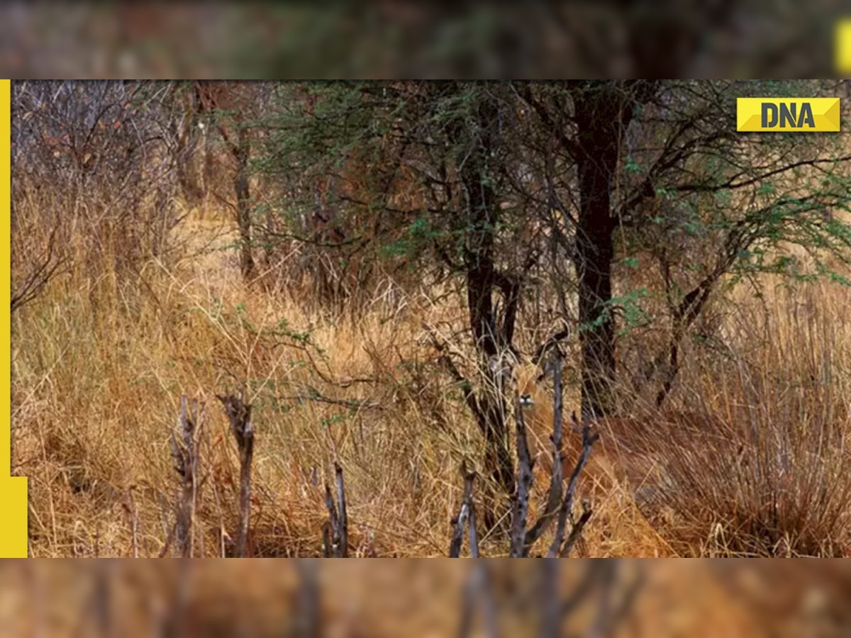 Optical illusion: Only a genius can spot a hidden deer in THIS pic