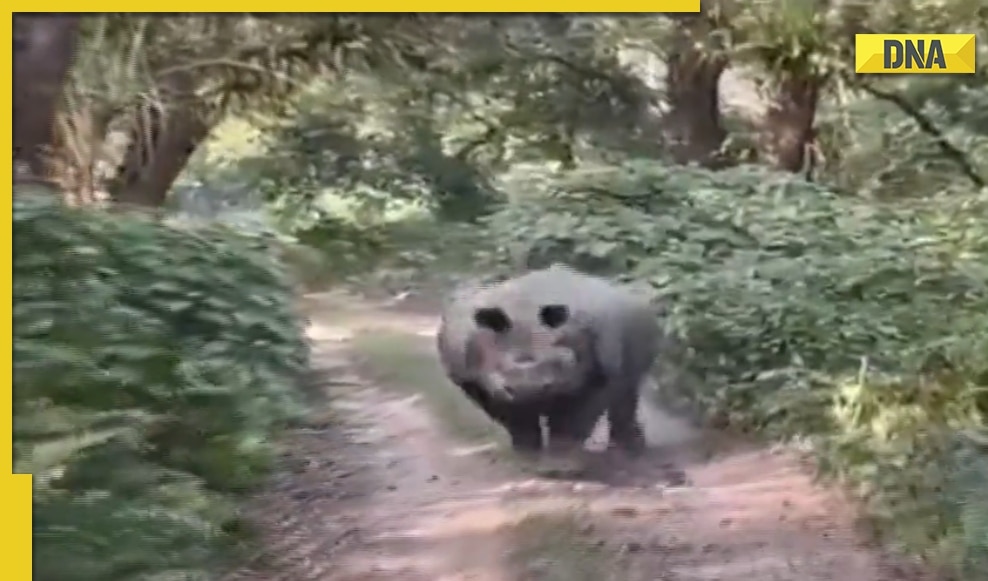 Patli Kamar Bali Sexi Bf - 2563942-rhino-viral-video.jpg
