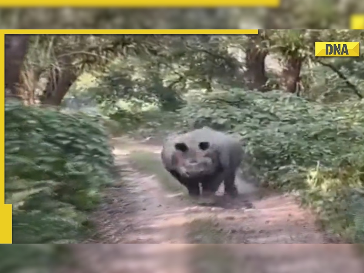 Rhino chases tourist vehicle in Assam's Manas National Park, video goes viral