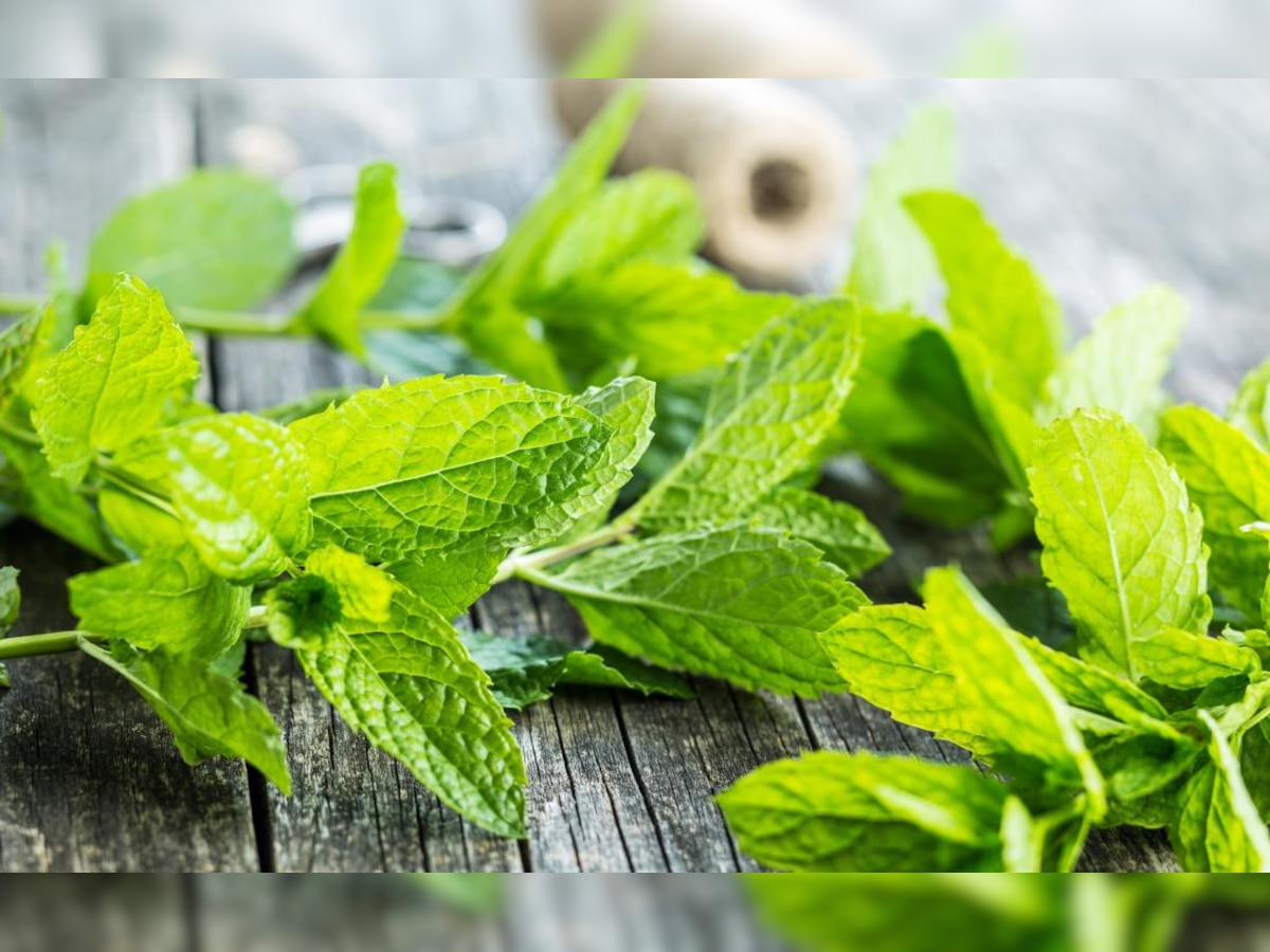 7 Health Benefits of Mint Leaves You Don’t Know About