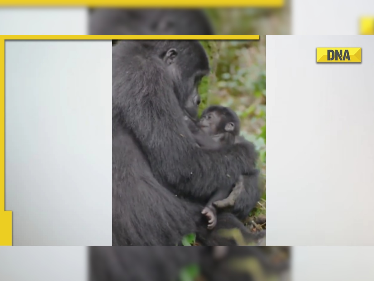 Mama gorilla embraces the tired baby in viral video, netizens reach for tissues