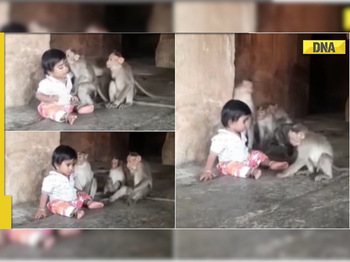 Toddler plays with monkeys, adorable viral video will soothe your soul