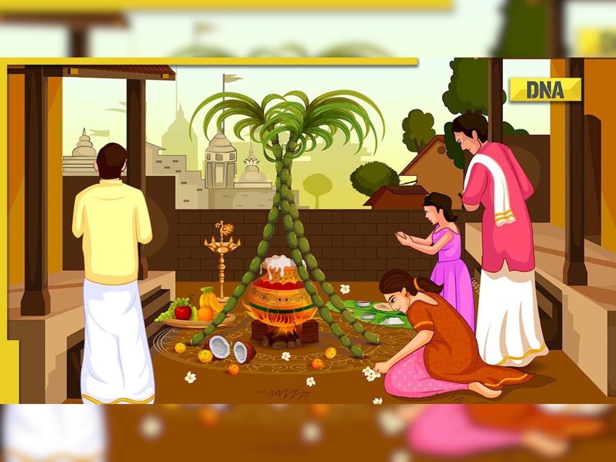 Pongal 2023: How is Pongal celebrated? Know the significance of this auspicious festival