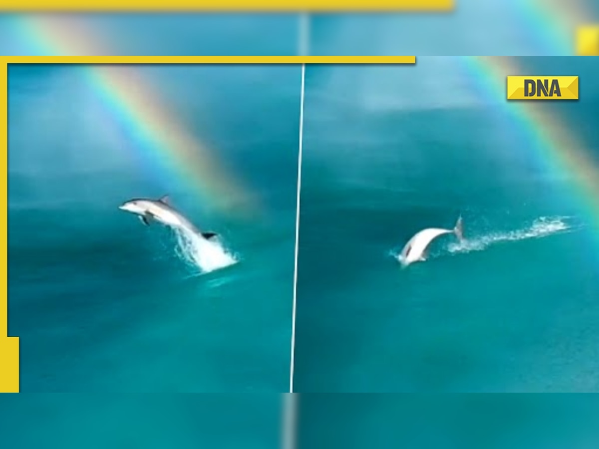 Dolphin jumps over a rainbow in an ocean, viral video mesmerizes netizens 