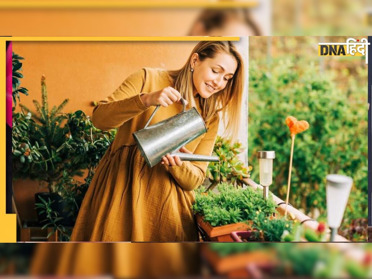 Gardening Tips: सर्दियों में प्लांट्स को लग गया है पाला? मुरझाए पौधों को 2 दिन हराभरा बना देंगे ये टिप्स