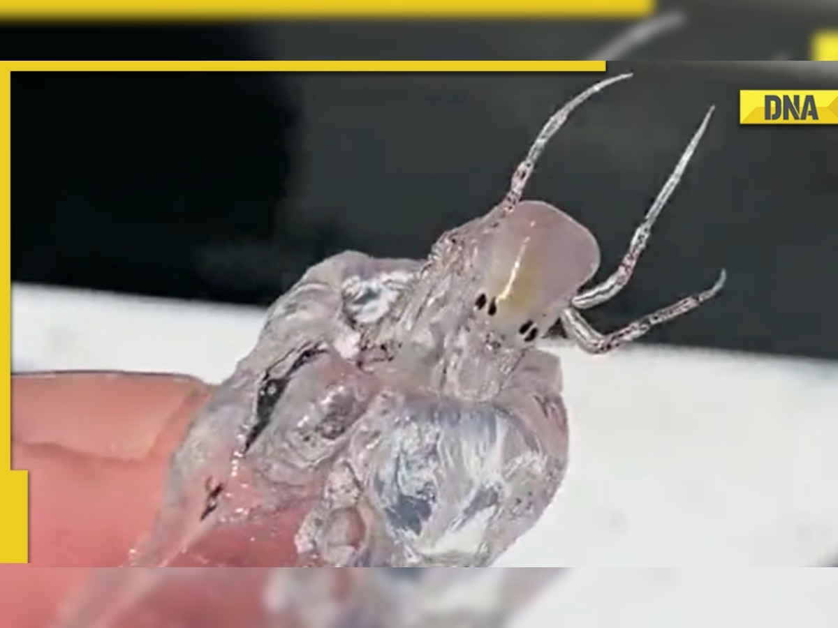 Mysterious transparent sea creature with black tiny eyes grabs attention of netizens