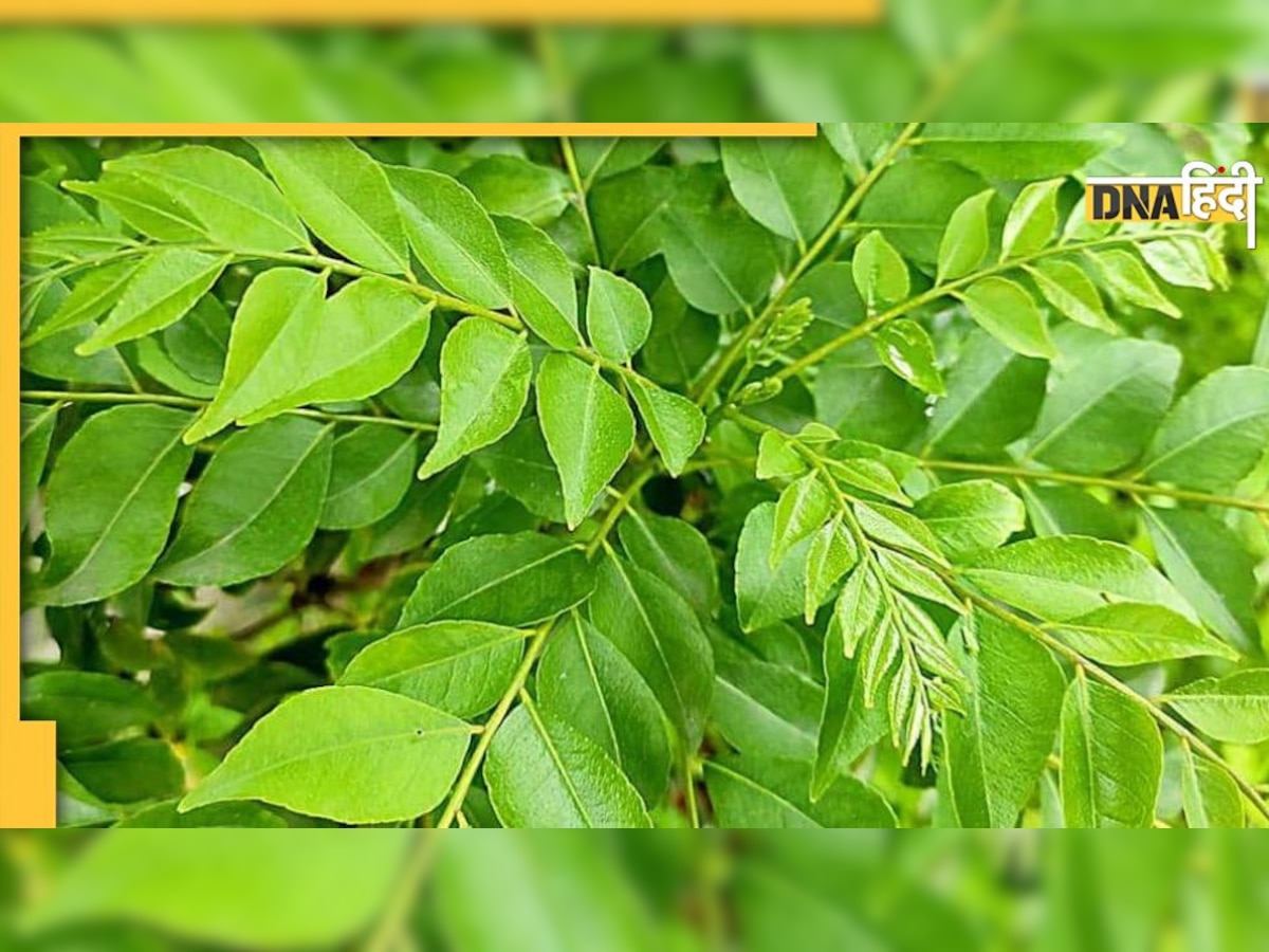 Curry Leaves: करी पत्ता खाने से दूर हो जाती है ये 5 बड़ी बीमारियां, जानिए कैसे करें इसका इस्तेमाल