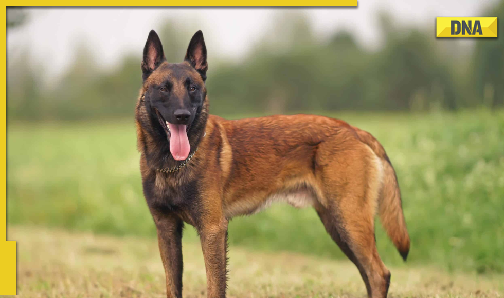 Top intelligent dog 2024 breeds