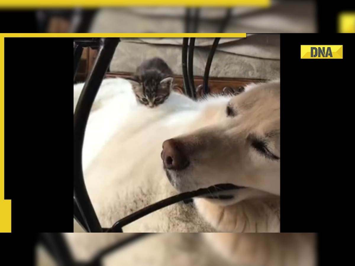 THIS viral video of tiny kitten climbing onto huge doggo will make your day, WATCH