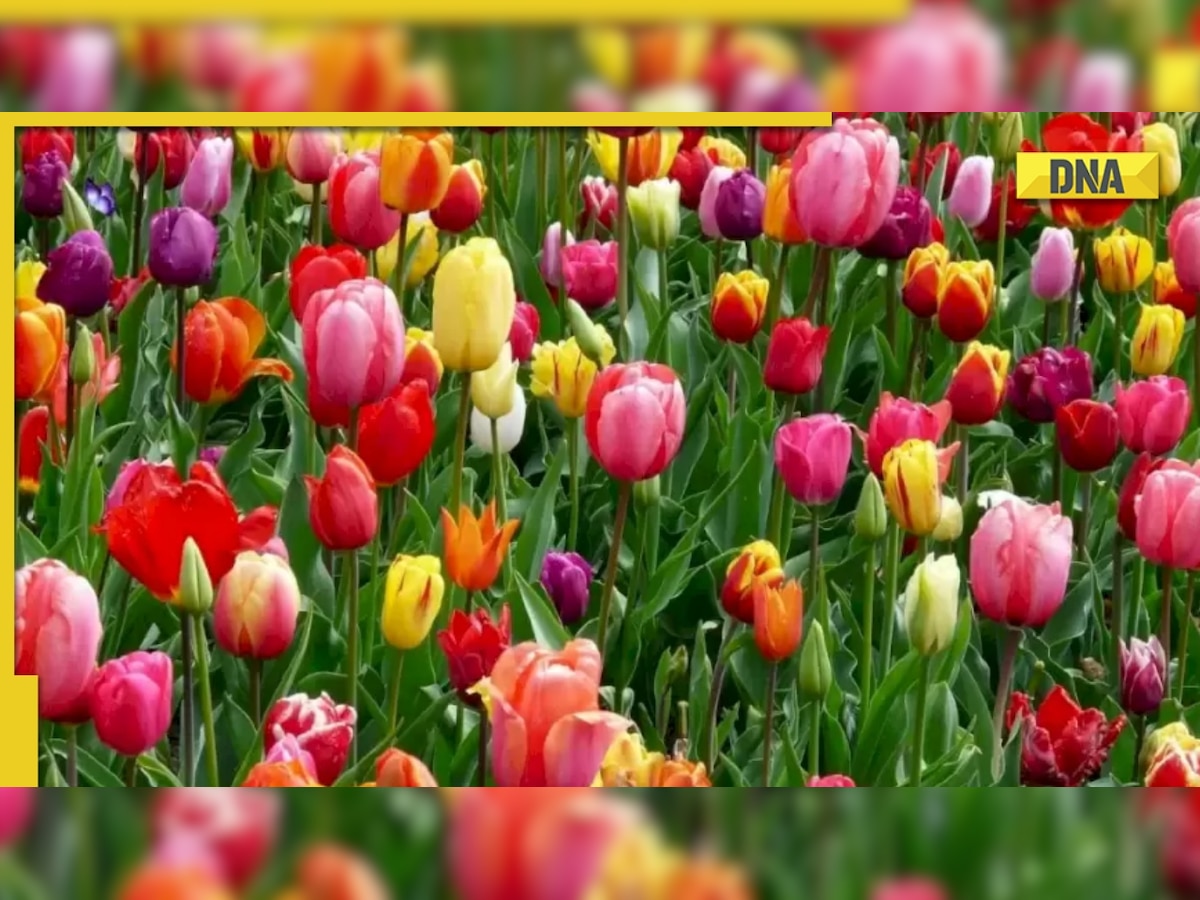 Optical illusion: Only 3% people can spot hidden butterfly in THIS pic