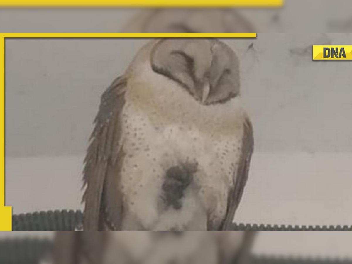 Uttar Pradesh: Extinct species of Himalayan Owl found in Kanpur's market; see pic here