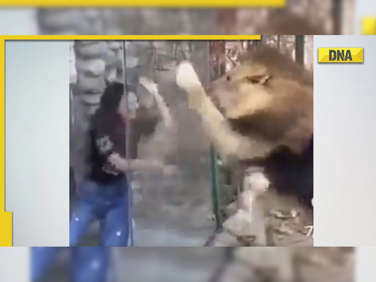 Viral video: Woman mocks lion kept in an enclosure, netizens call her 'stupid'