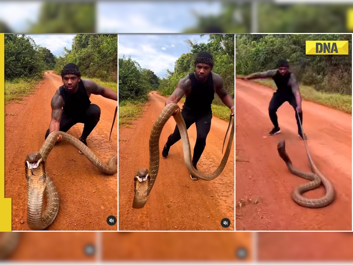 Angry king cobra charges at man after he tries to lift it up, jaw-dropping video goes viral