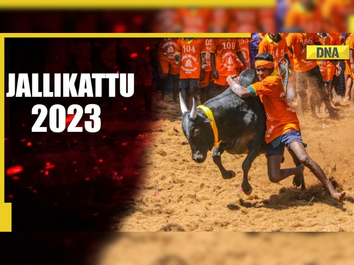 Jallikattu 2023: Date, venue, significance, history behind Tamil Nadu festival, all you need to know