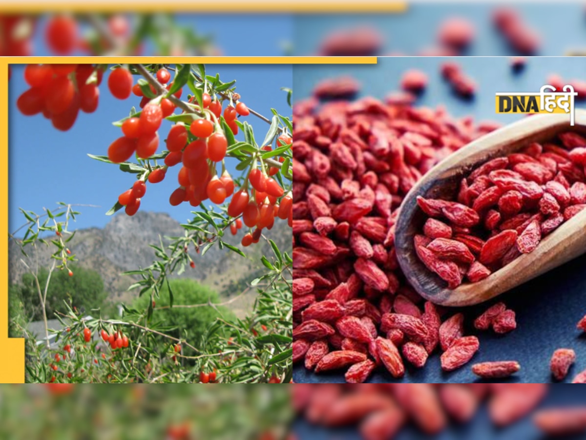 Goji Berry Benefits: नेचुरल इंसुलीन का काम करती है ये बेरी, डायबिटीज से लेकर कैंसर सेल्स को मारने का करती है काम