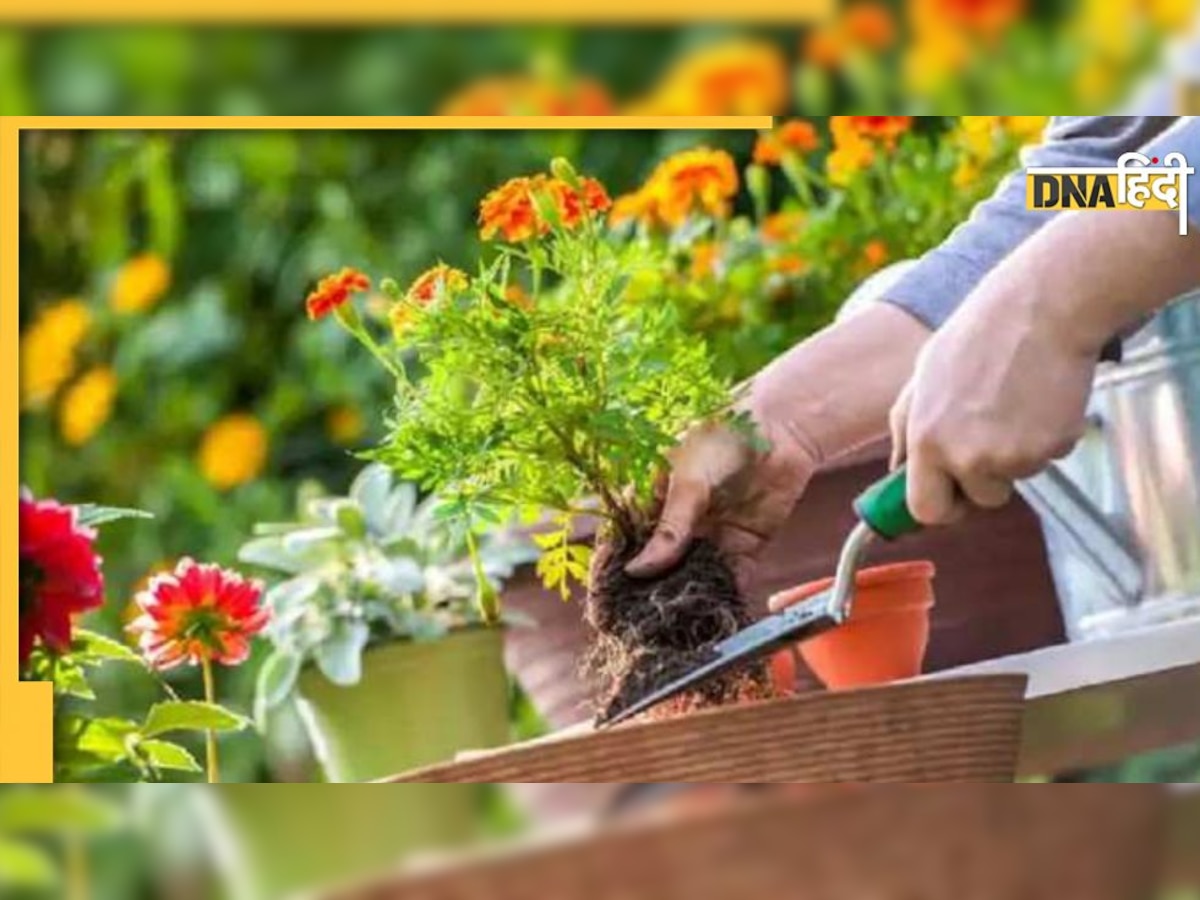 Gardening Tips: घर के पौधों पर लग रहे हैं कीड़े या मुरझा रहे हैं फूल, ये आसान गार्डनिंग टिप्स आ सकते हैं आपके काम 