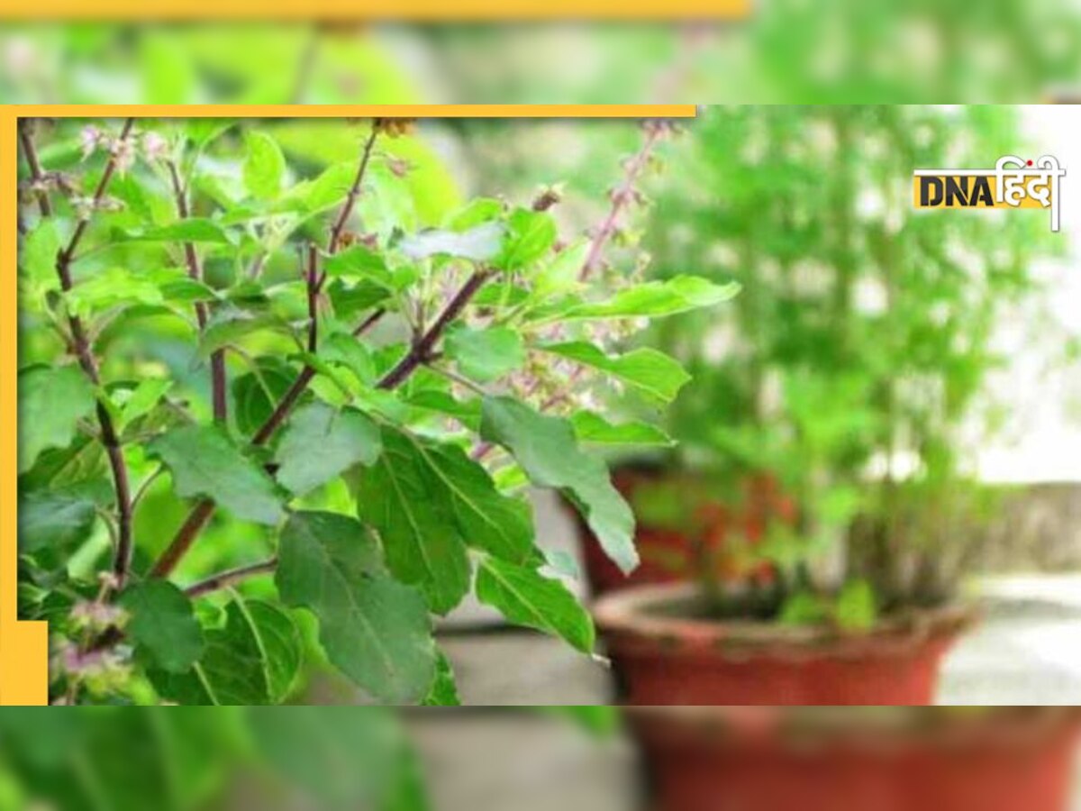 Gardening Tips For Tulsi Plant: मुरझाया हुआ तुलसी का पौधा, इन आसान टिप्स को अपनाने पर हो जाएगा हरा-भरा