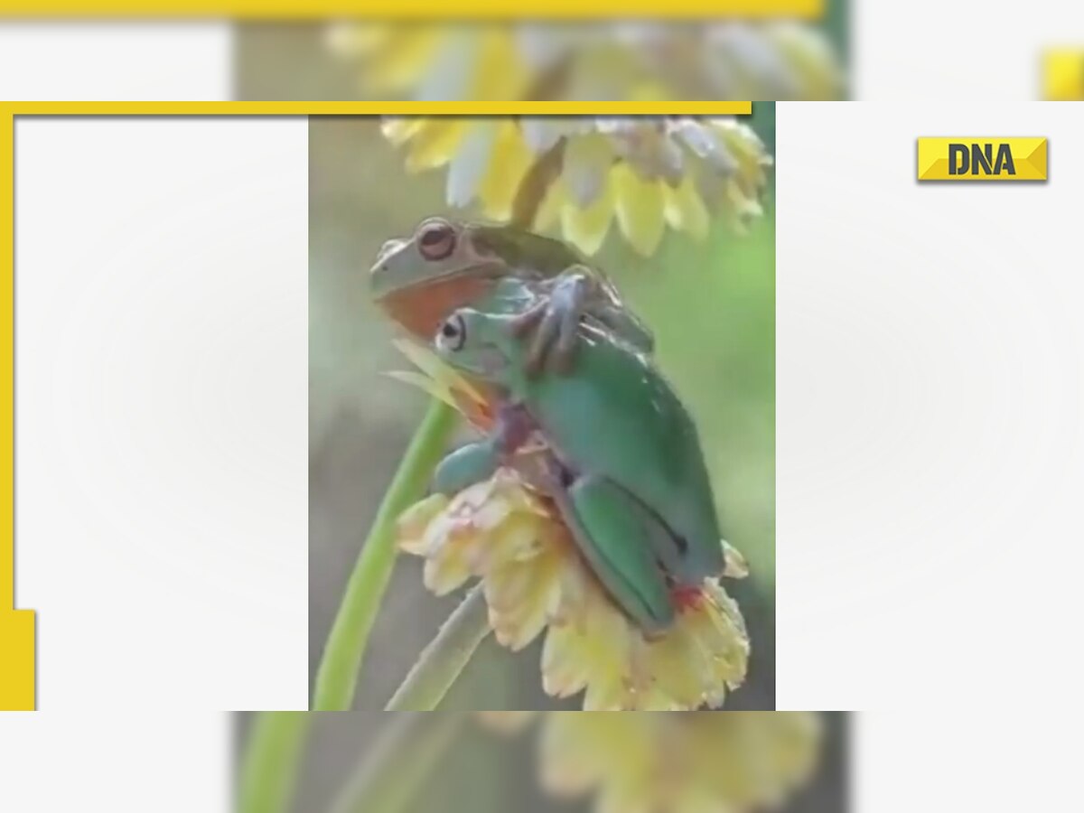 This adorable viral video of frogs cuddling in rain is the cutest ever, WATCH