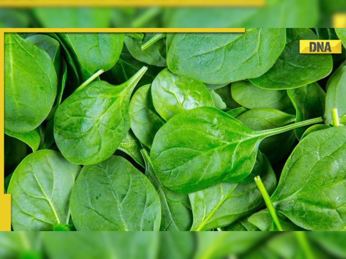 Unlock power of spinach: Discover surprising health benefits of this nutrient-packed superfood