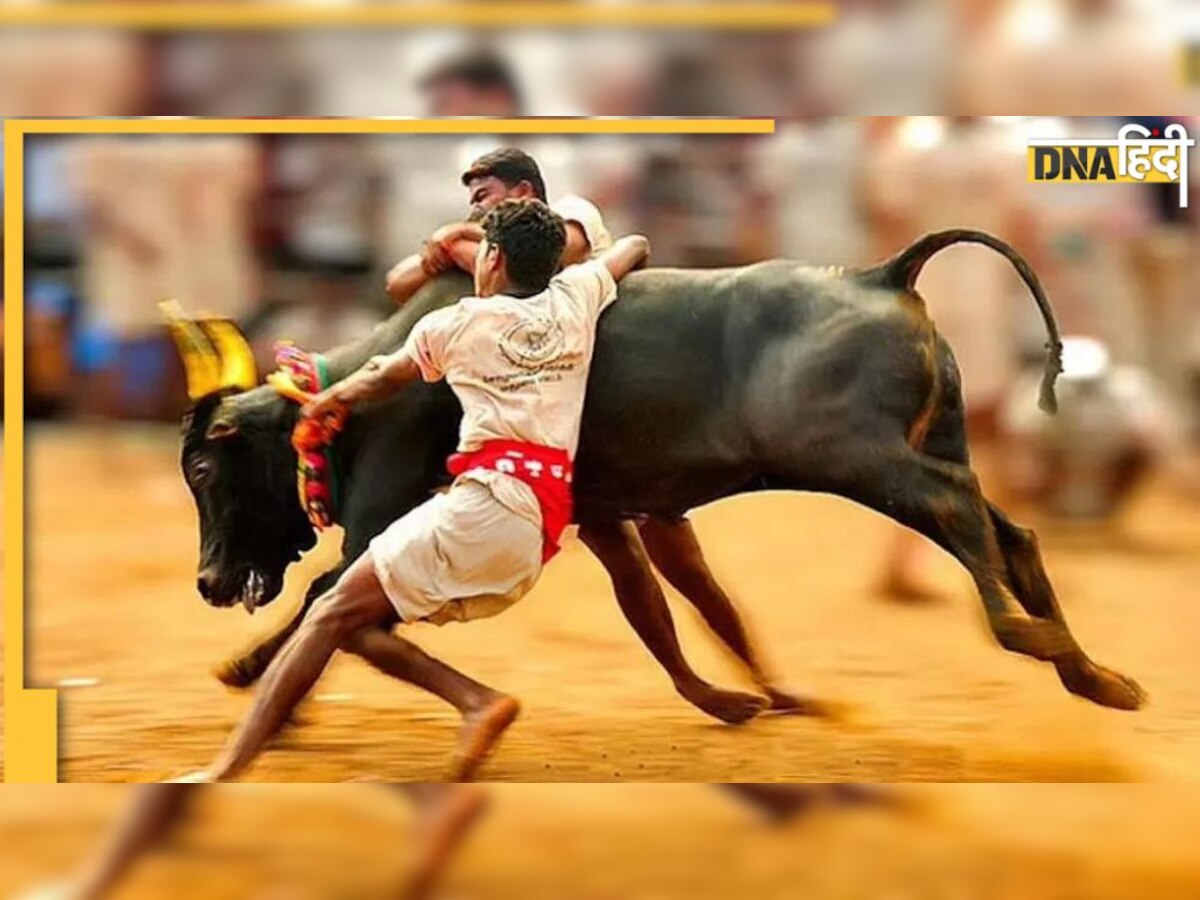 Jallikattu: सांड़ों को वश में करने के लिए आज मैदान में उतरे जांबाज, जल्लीकट्टू खेल के बारे जानें रोचक बातें