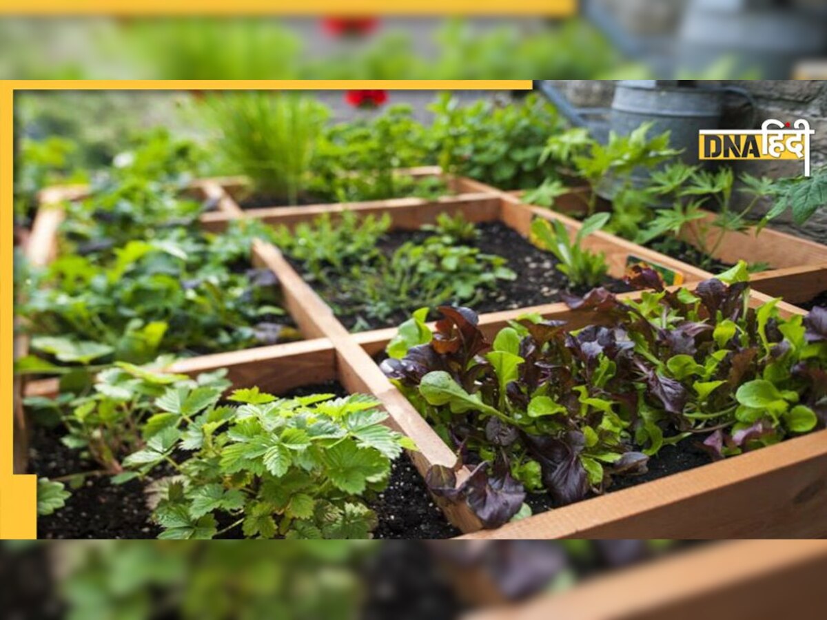 Gardening Mistakes: खरीद के लाते ही कुछ समय में सूखने लगते हैं पौधे? जानिए क्या होती है गलती