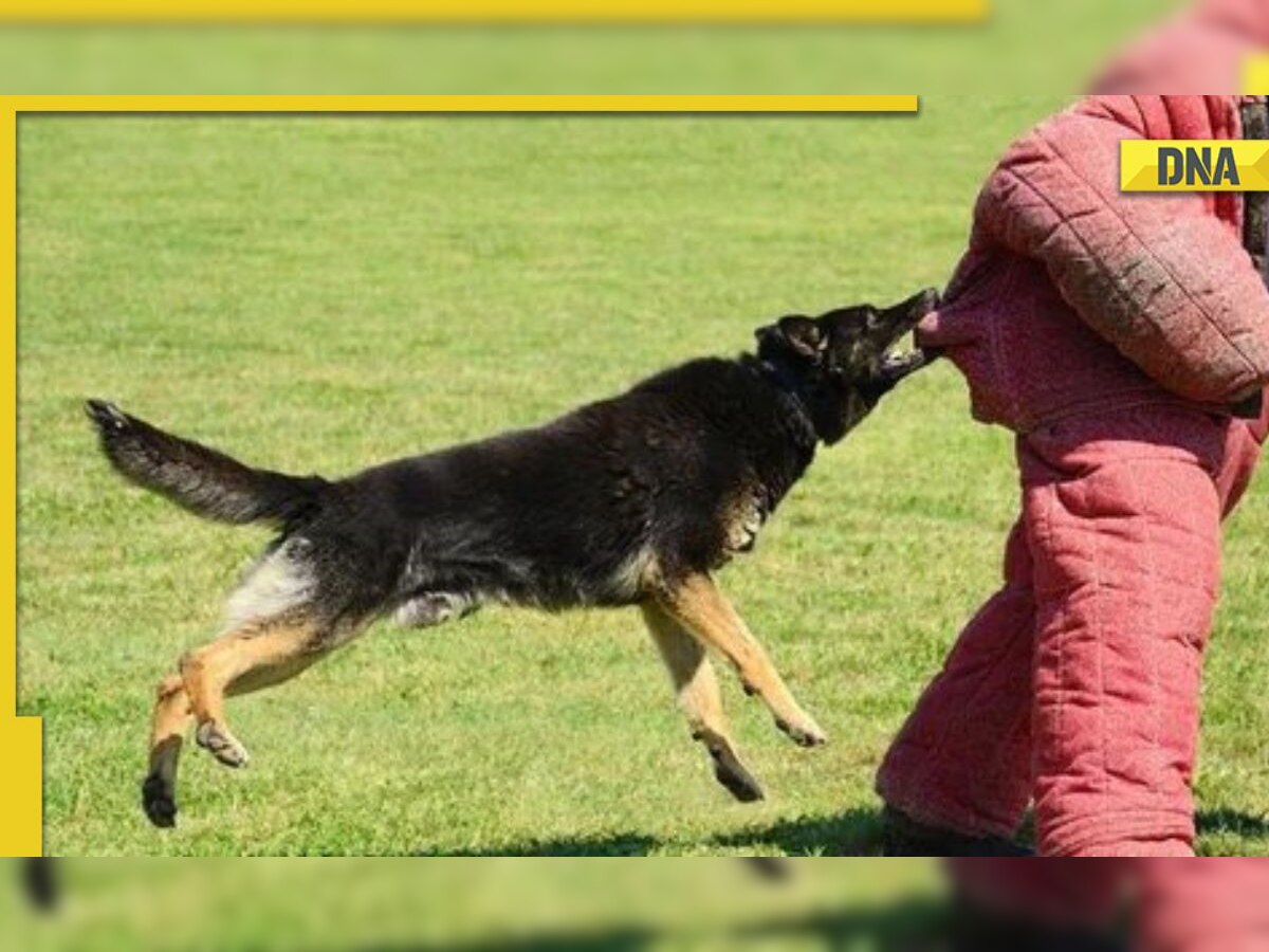 Hyderabad: Food delivery boy falls off building escaping pet dog's attack, passes away