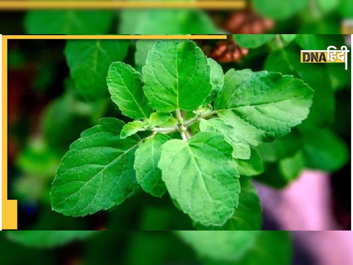 Tulsi Leaves Benefits: आंगन में लगा तुलसी का पौधा गंभीर बीमारियां को रखता है दूर, खाने के हैं ये बड़े फायदे